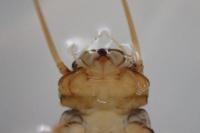 Perla marginata