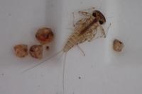 Rhithrogena