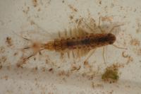 Siphlonurus aestivalis