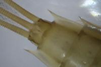 Siphlonurus aestivalis