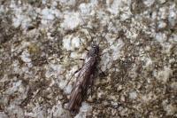 Protonemura