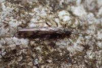 Protonemura