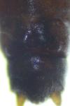 Protonemura