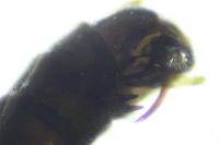 Leuctra prima
