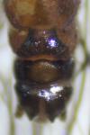 Protonemura meyeri