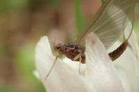 Baetis rhodani
