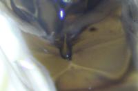 Baetis rhodani