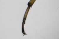 Nemoura cinerea