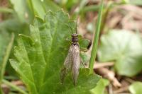 Nemoura cinerea
