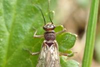 Nemoura cinerea