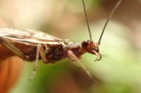 Nemoura cinerea