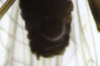 Nemoura cinerea