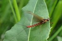 Rhithrogena picteti