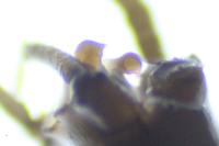 Rhithrogena picteti