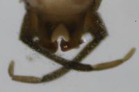 Rhithrogena picteti