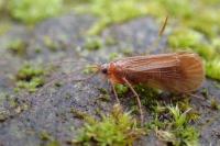 Chaetopteryx villosa