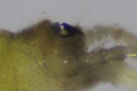 Siphonoperla torrentium
