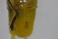 Isoperla grammatica
