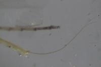 Siphonoperla torrentium