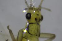 Siphonoperla torrentium