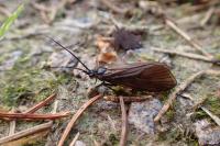 Oligotricha striata