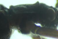 Taeniopteryx schoenemundi