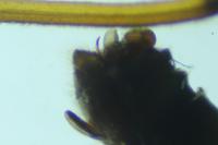 Taeniopteryx schoenemundi