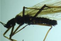 Taeniopteryx schoenemundi