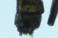 Leuctra hippopus