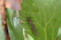 Leuctra hippopus