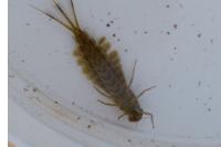 Siphlonurus