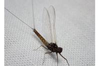 Baetis rhodani