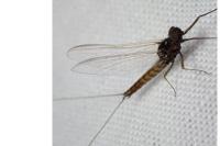 Baetis rhodani