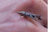 Glyphotaelius pellucidus