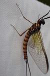 Epeorus assimilis