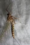 Siphlonurus aestivalis