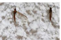 Baetis