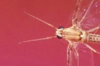 Cloeon dipterum