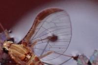 Cloeon dipterum