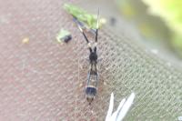 Orchesella flavescens