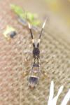 Orchesella flavescens