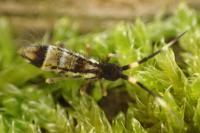 Orchesella flavescens
