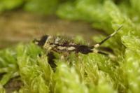 Orchesella flavescens