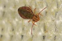Dicyrtomina ornata