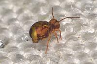 Dicyrtomina ornata