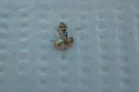 Graphopsocus cruciatus