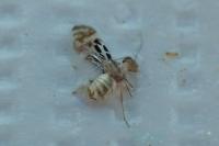 Graphopsocus cruciatus