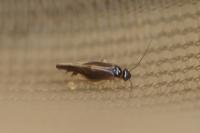 Caecilius fuscopterus