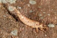Lepismachilis y-signata