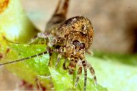 Trigoniophthalmus alternatus